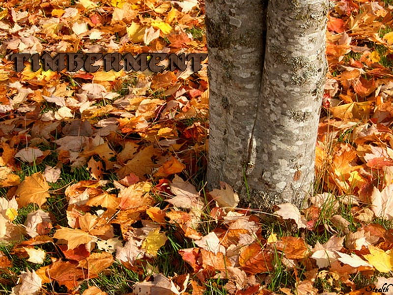 Timberment Loading image